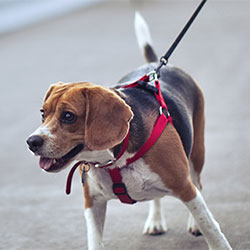 How You Can Stop Your Dog From Pulling On The Leash During Walks